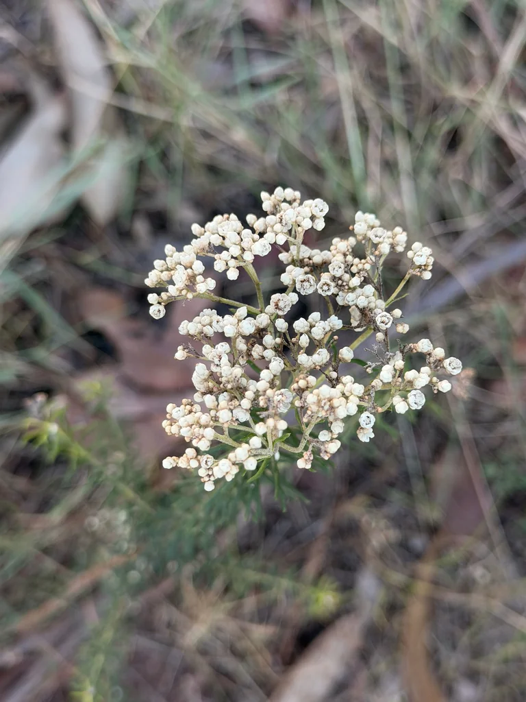 Ozothamnus Diosmifolius