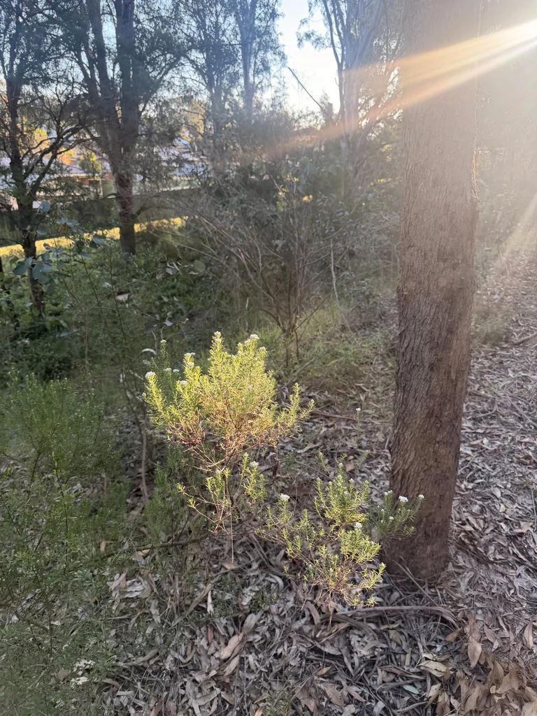 Ozothamnus Diosmifolius