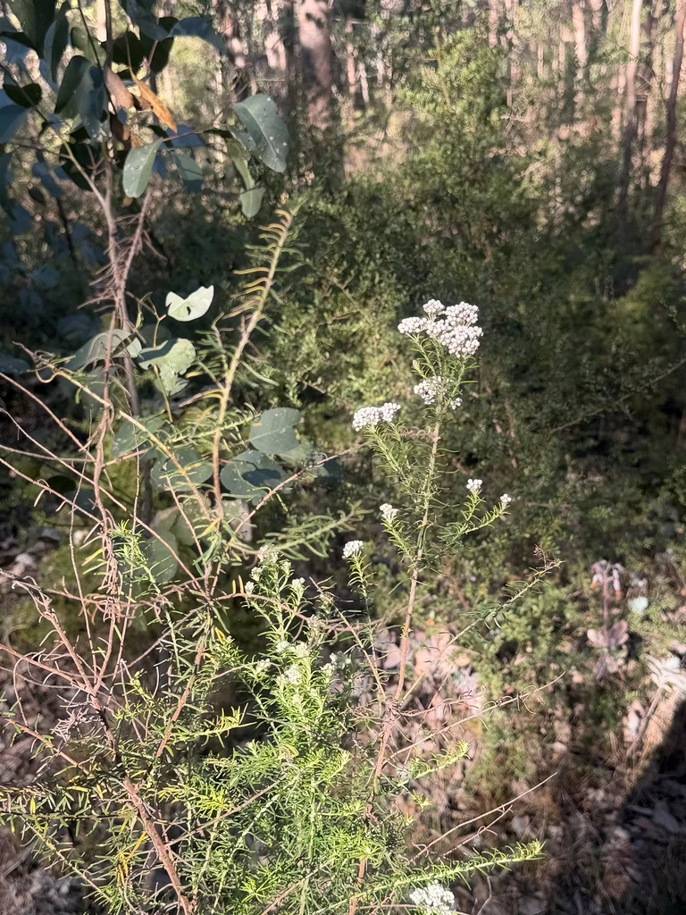 Ozothamnus Diosmifolius