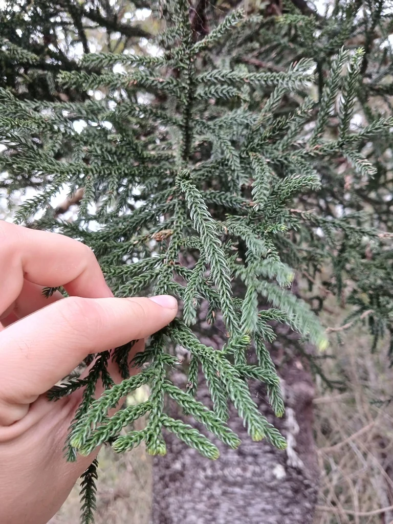 Araucaria Cunninghamii