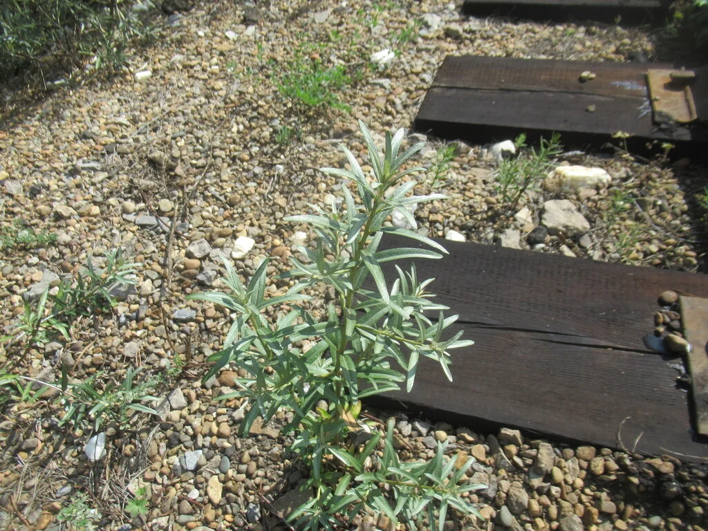 Hippophae Rhamnoides