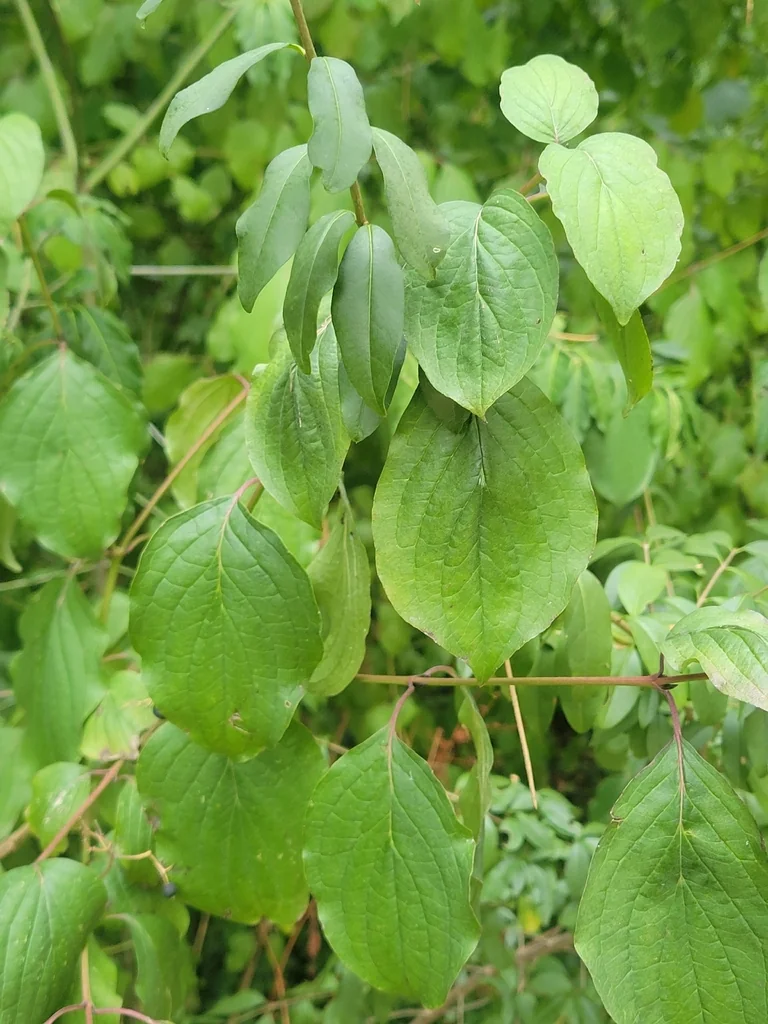 Cornus sanguinea