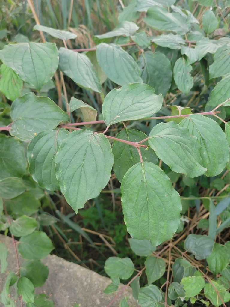 Cornus sanguinea