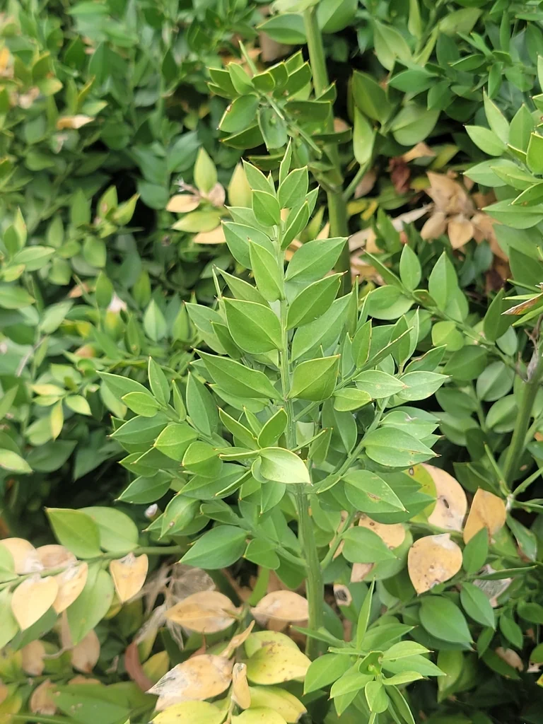 Ruscus Aculeatus
