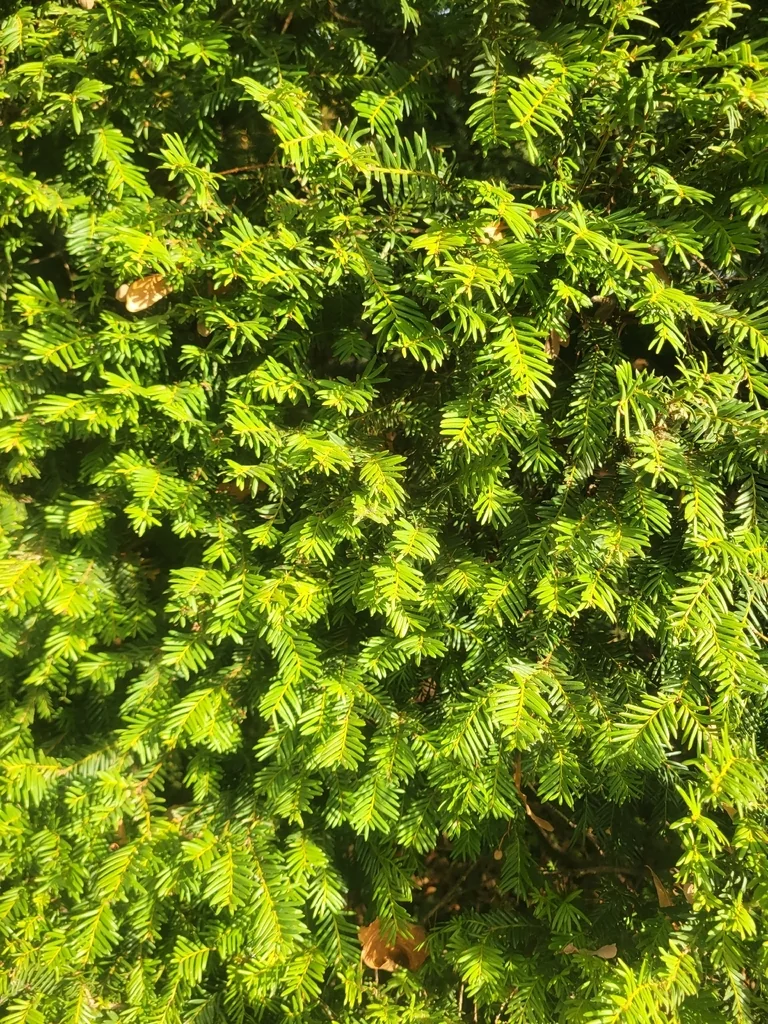Taxus Baccata