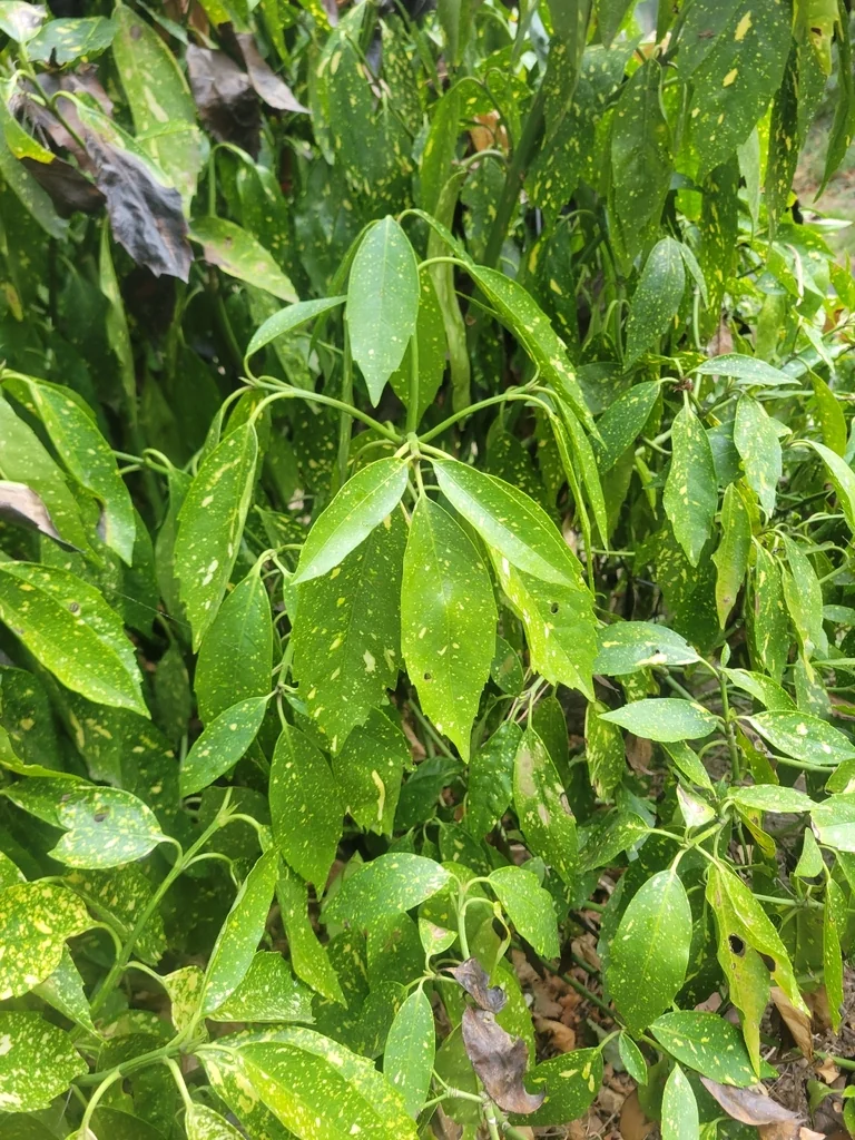 Aucuba Japonica