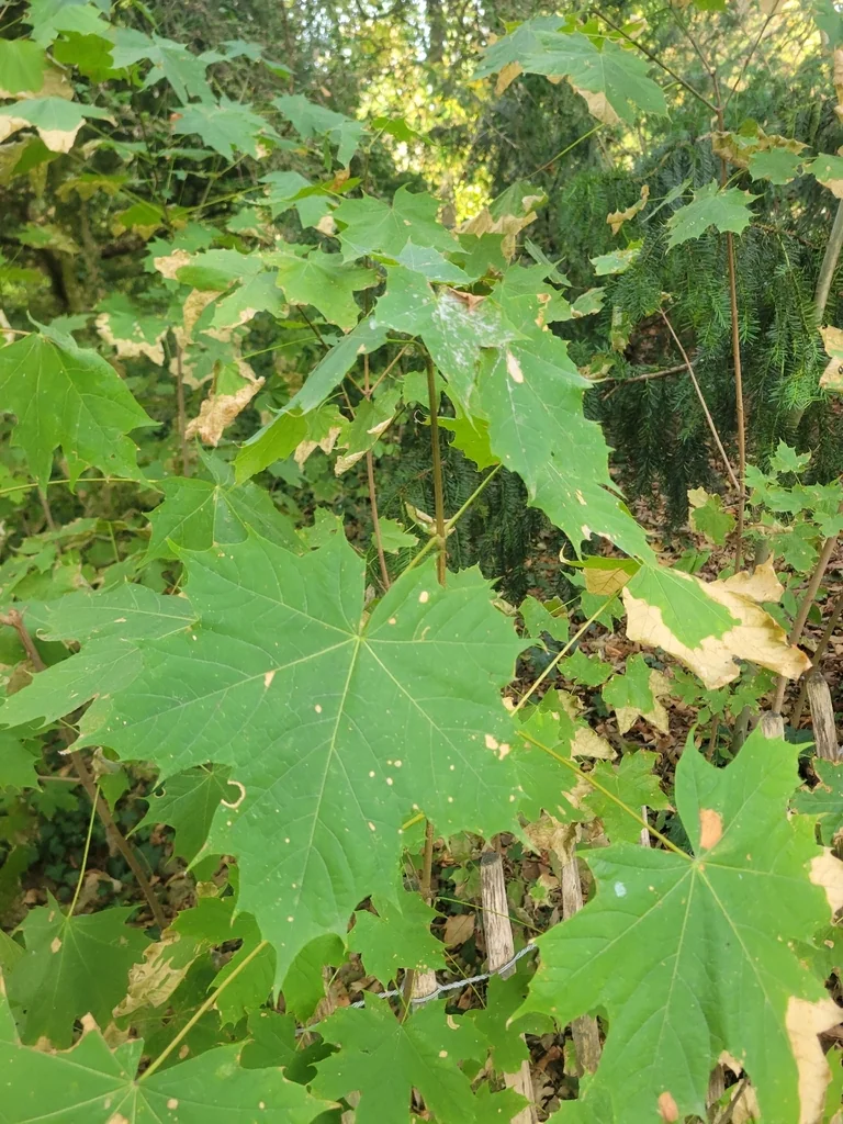Acer Platanoides