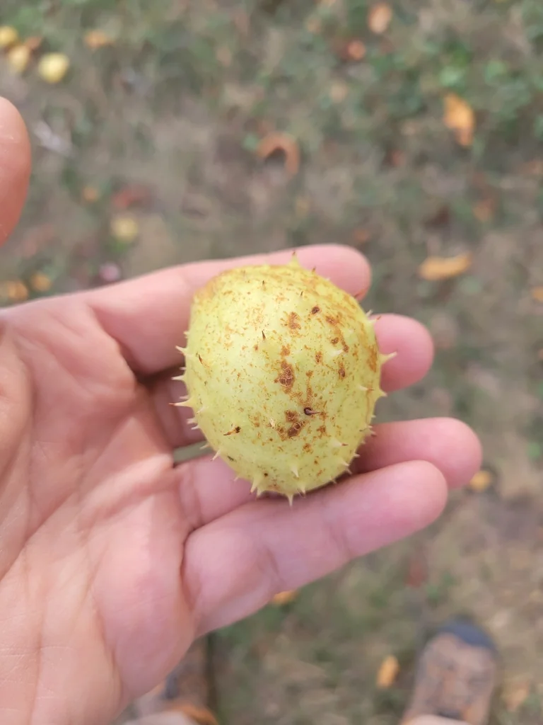 Aesculus Hippocastanum