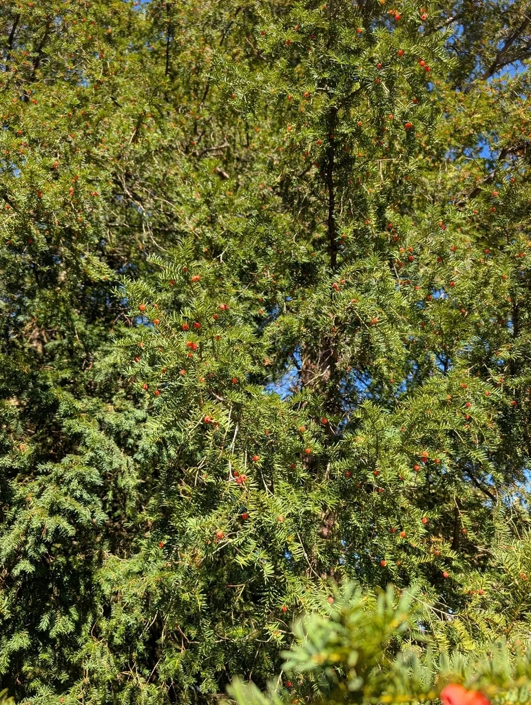 Taxus Baccata