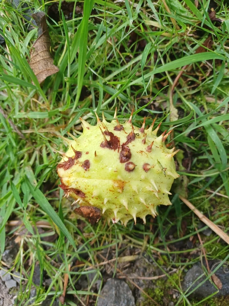 Aesculus Hippocastanum