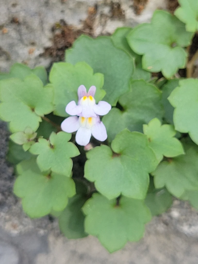 Cymbalaria Muralis