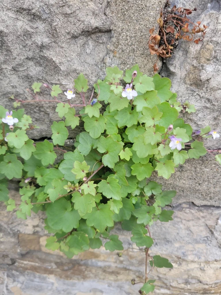 Cymbalaria Muralis