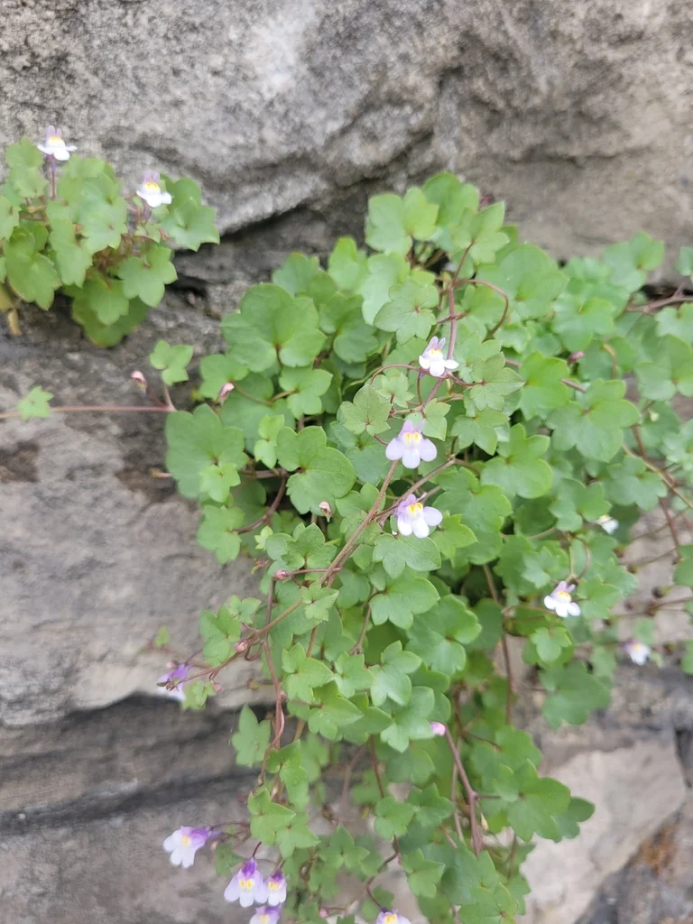 Cymbalaria Muralis