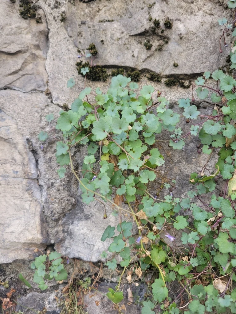 Cymbalaria Muralis