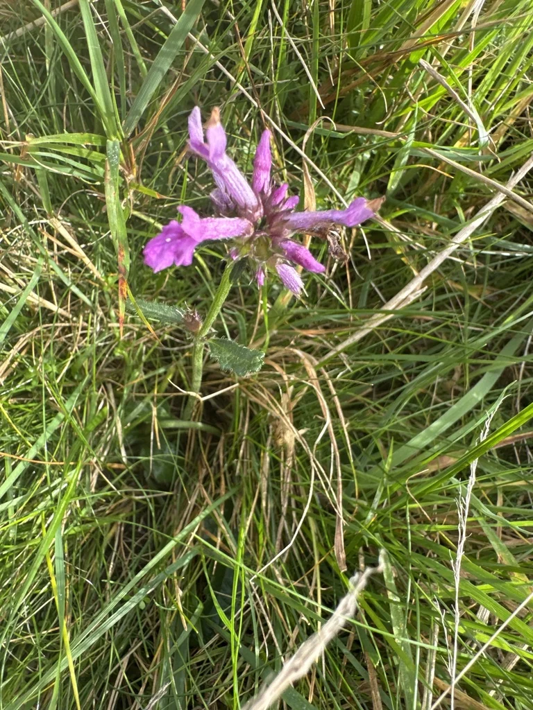 Stachys Officinalis