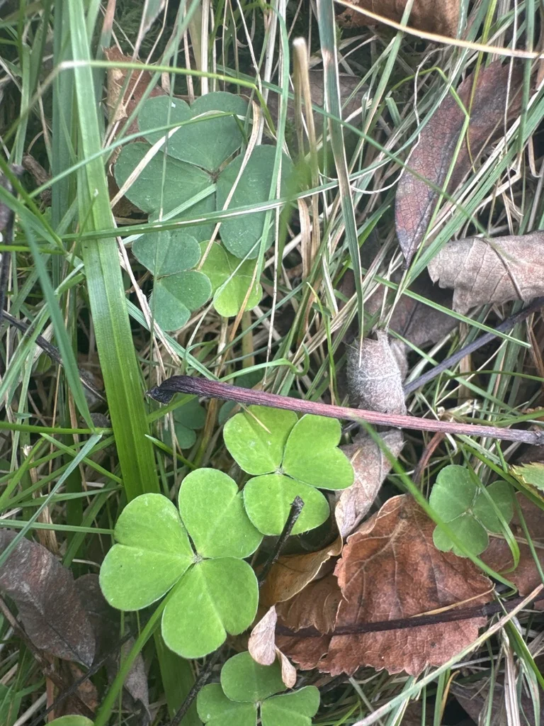 Oxalis Acetosella