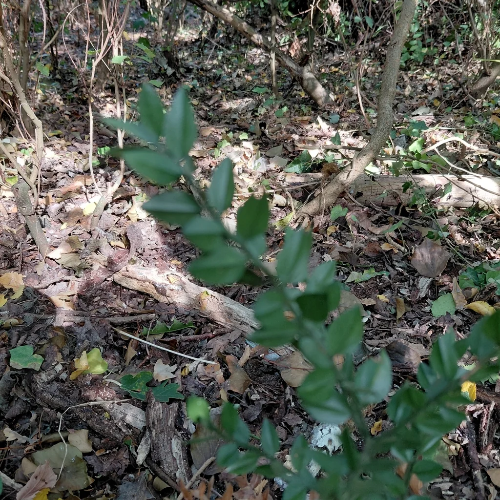 Ruscus Aculeatus
