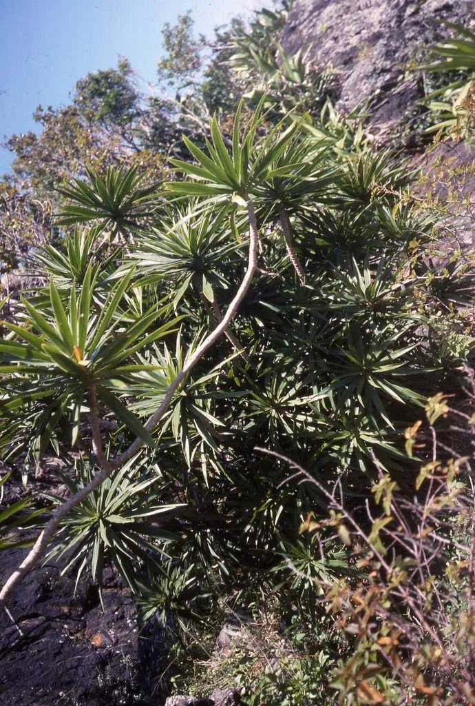 Dracaena Marginata