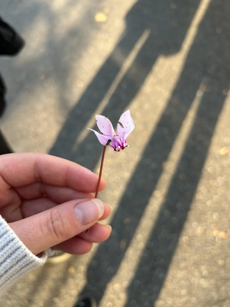 Cyclamen Hederifolium