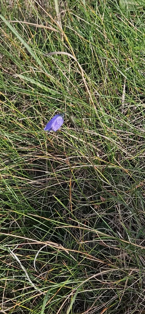 Campanula Rotundifolia