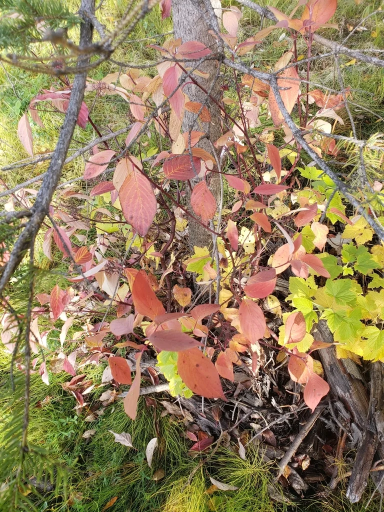 Cornus Sericea
