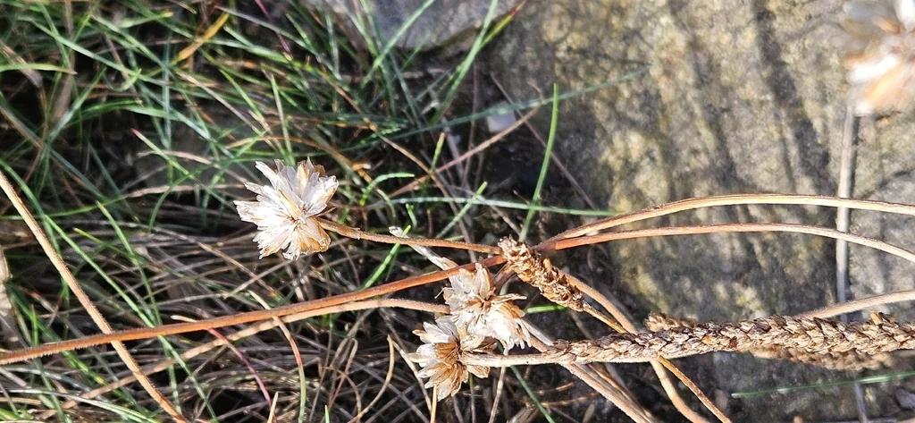 Armeria Maritima