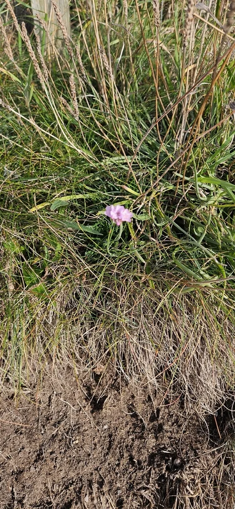 Armeria Maritima