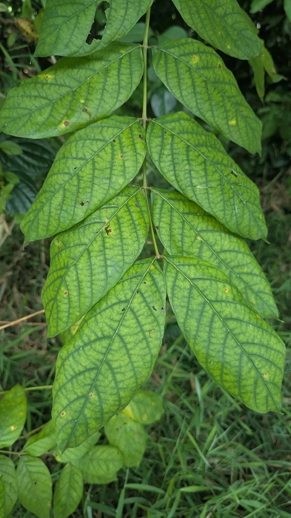 Spathodea Campanulata