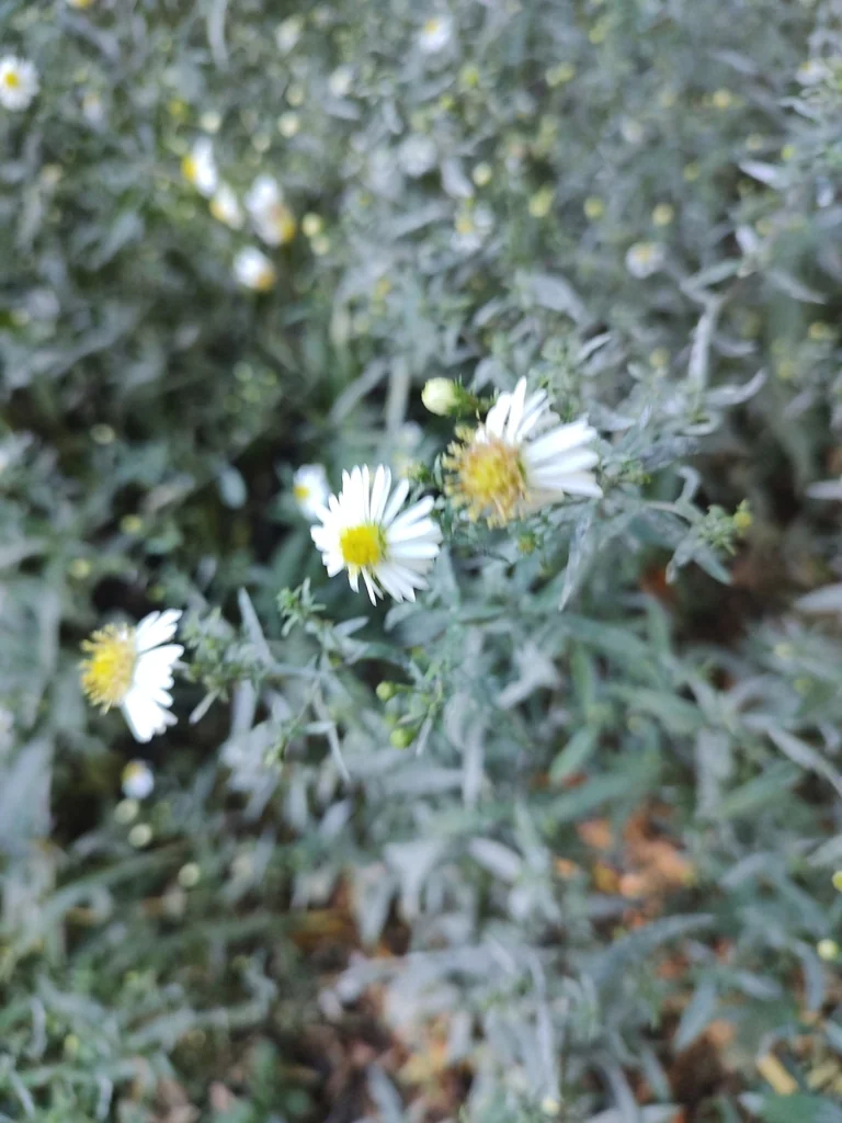 Erigeron Karvinskianus