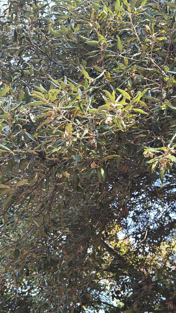 Quercus Ilex