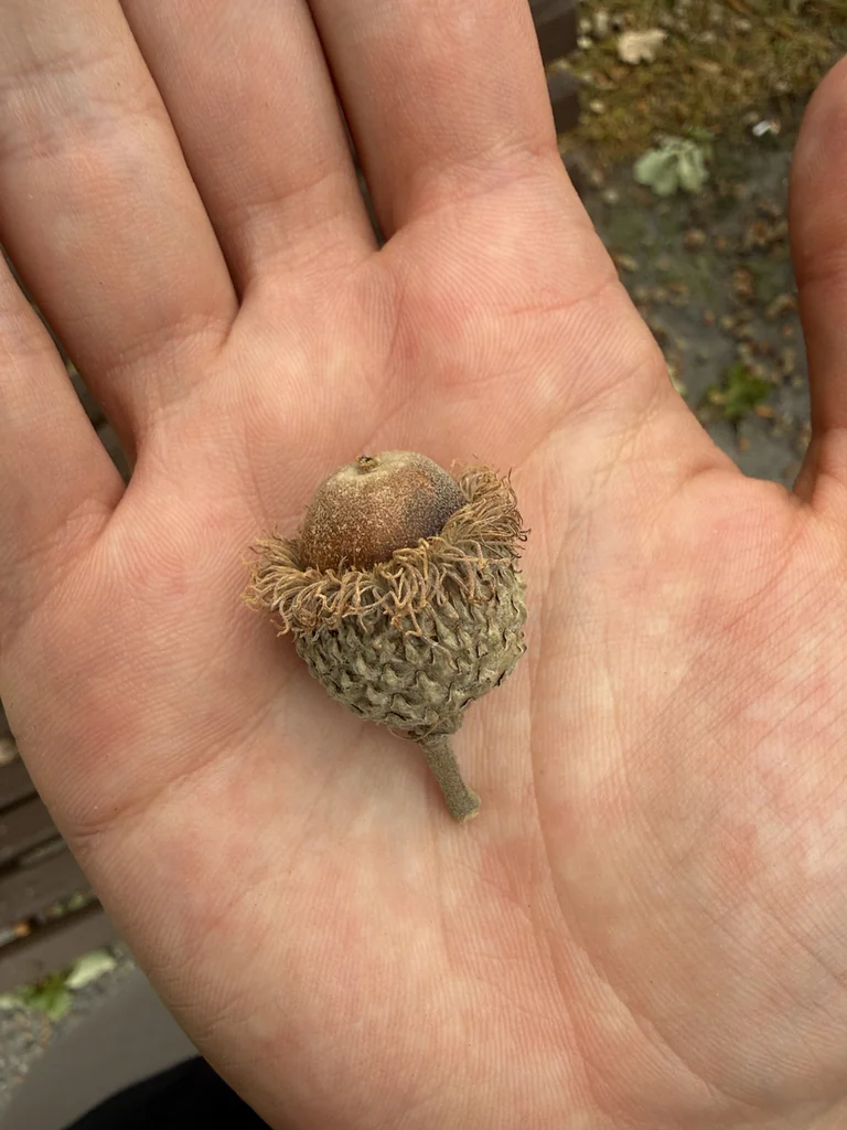 Quercus Lyrata