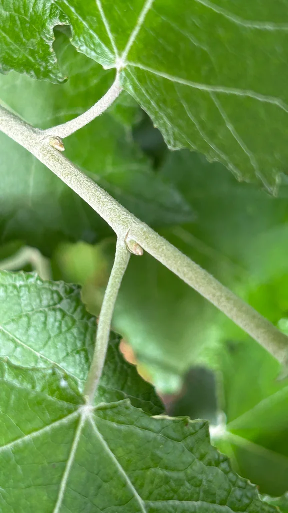 Populus Alba