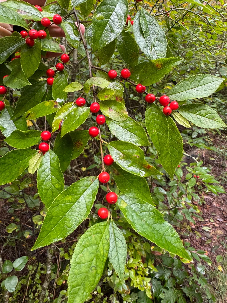Ilex verticillata
