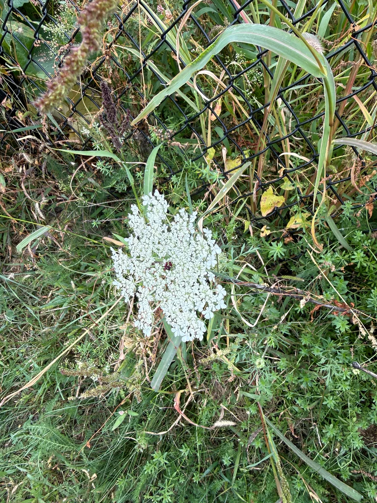 Daucus Carota