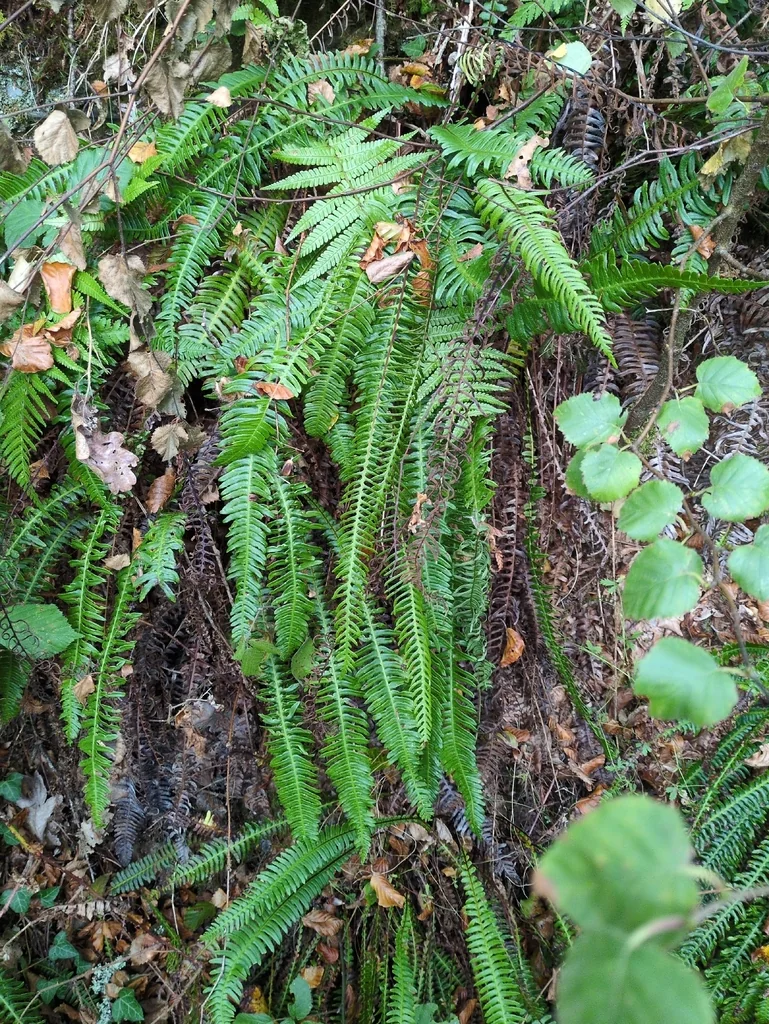 Blechnum Spicant