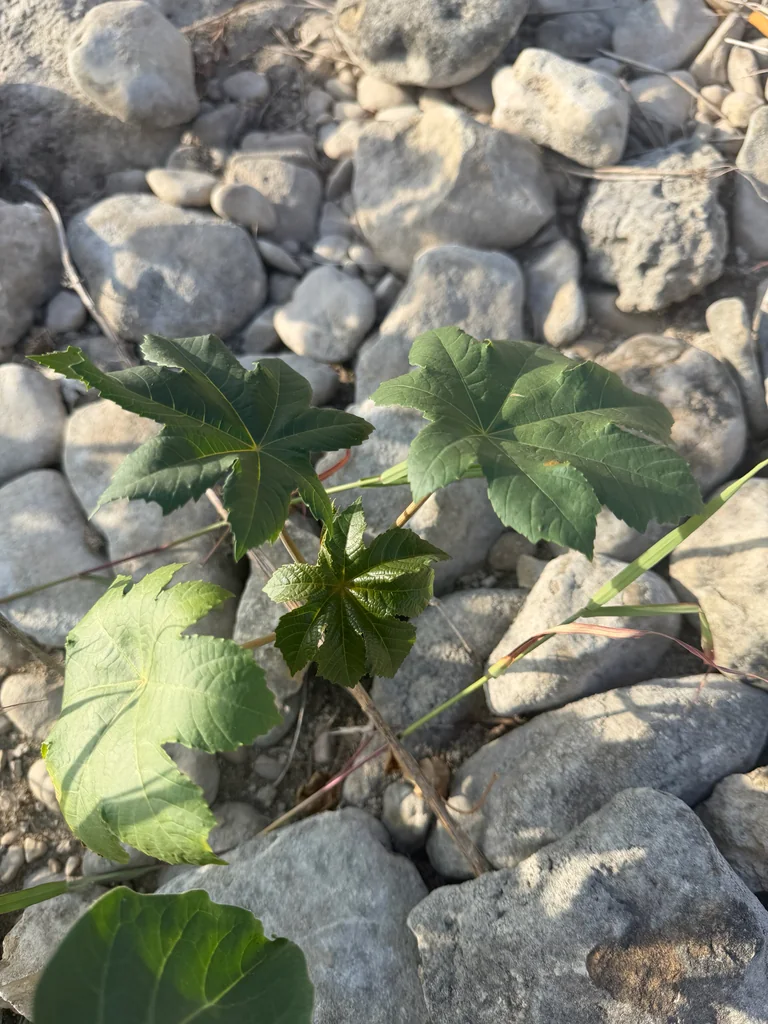 Ricinus Communis