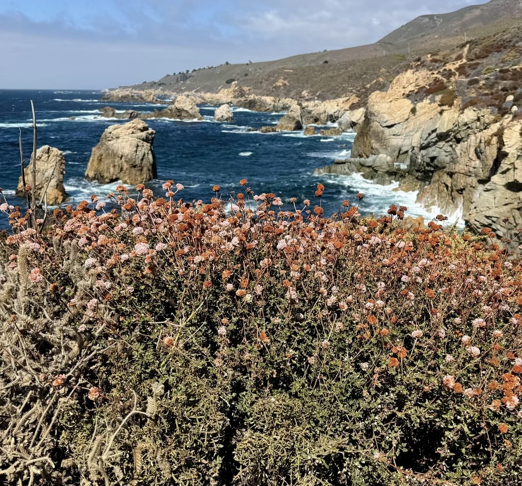 Eriogonum parvifolium