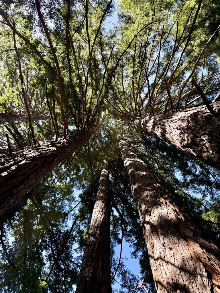 Sequoia sempervirens