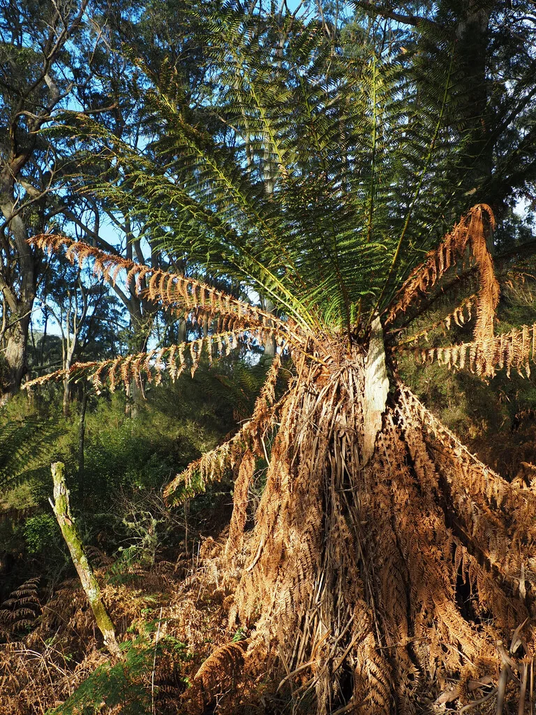 Dicksonia Antarctica