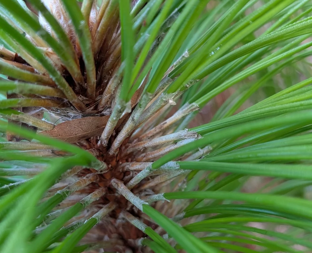 Pinus Palustris