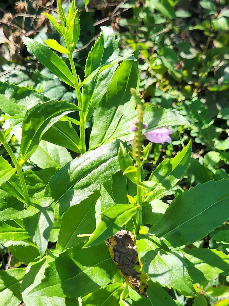 Physostegia Virginiana