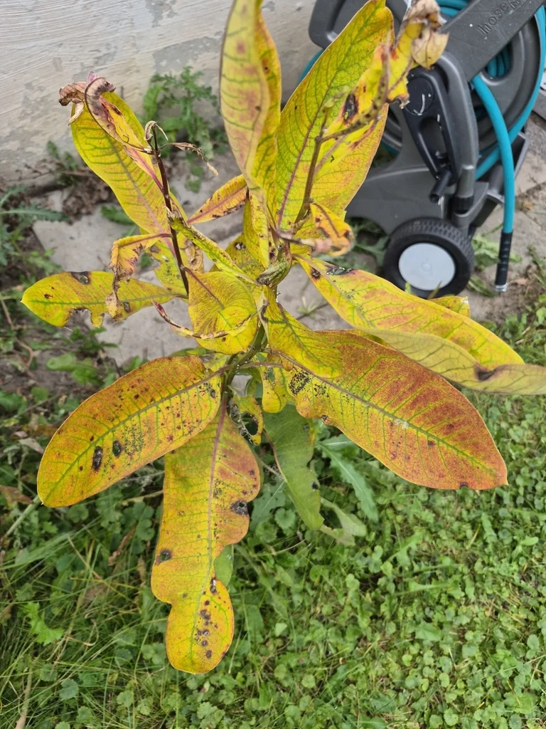 Asclepias Syriaca