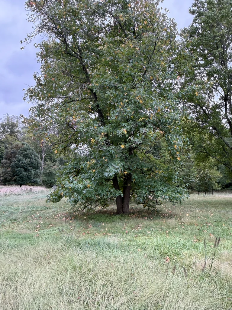 Liquidambar Styraciflua