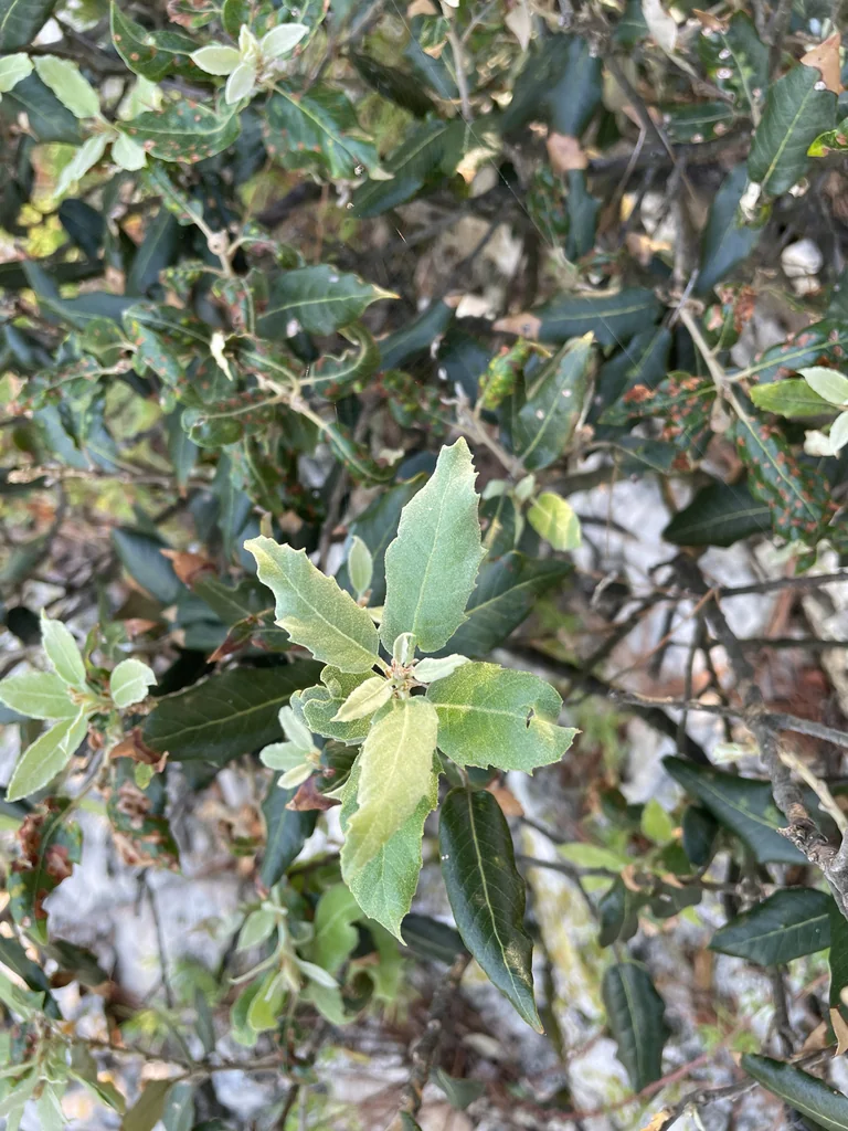 Quercus Ilex