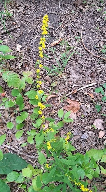 Solidago Caesia