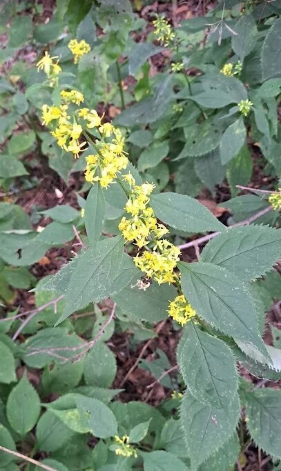 Solidago Flexicaulis