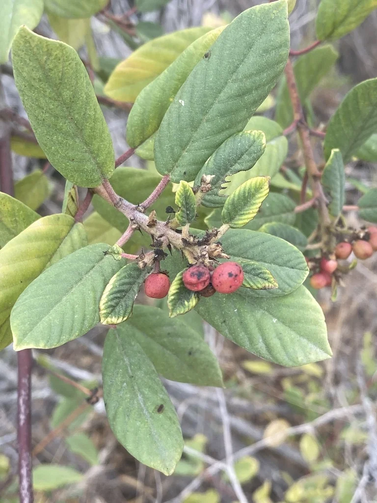 Frangula Californica