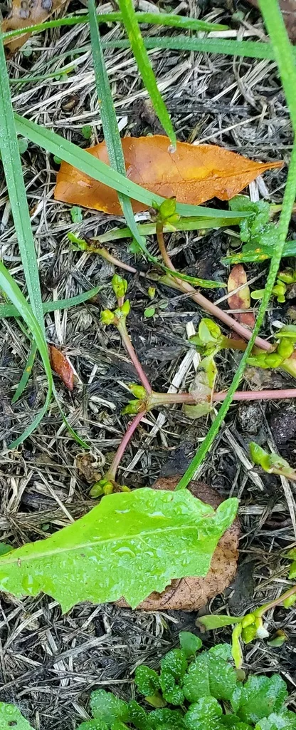 Portulaca oleracea