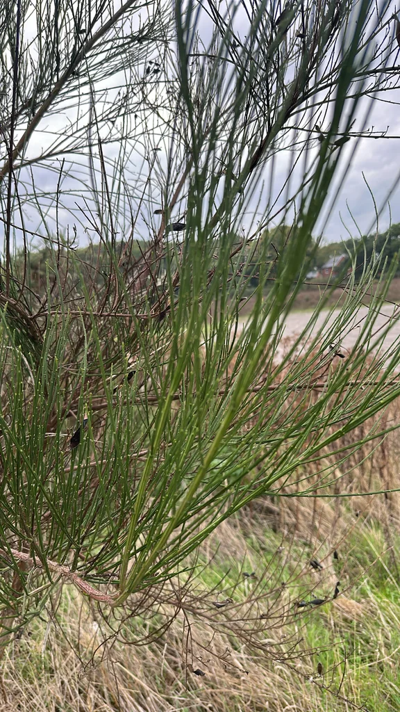 Cytisus Scoparius