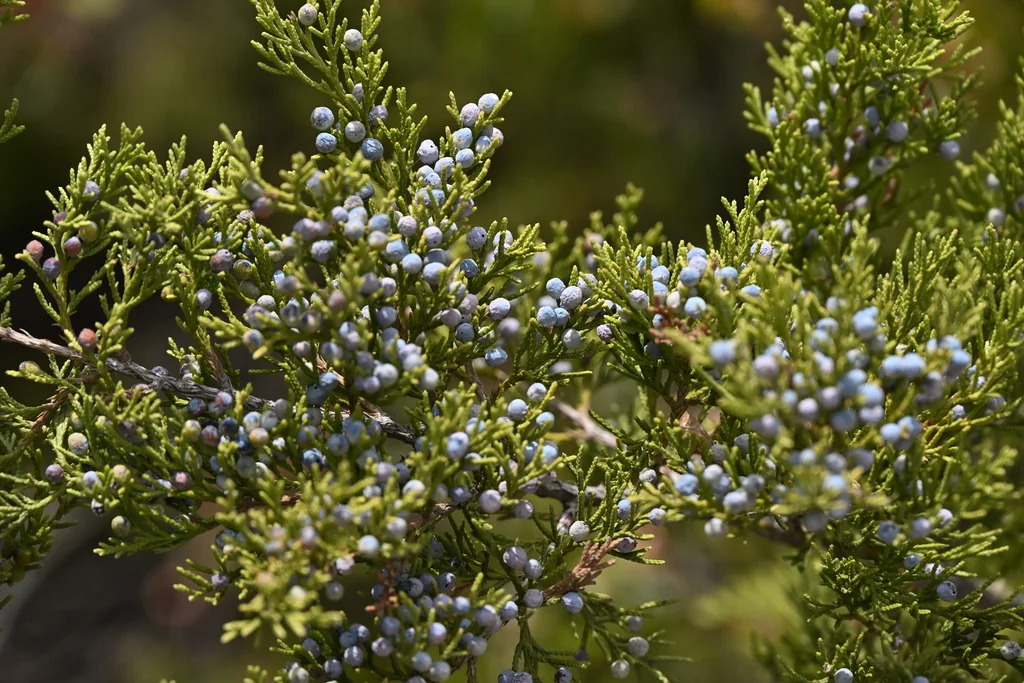 Juniperus Virginiana